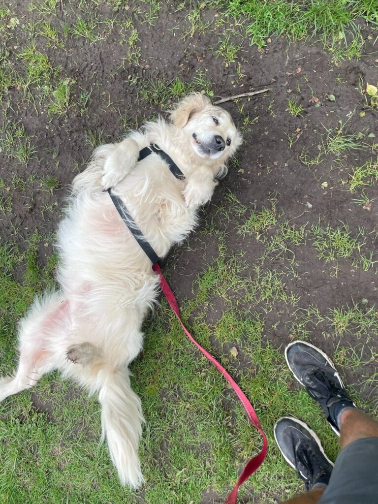 Golden retriever rolling